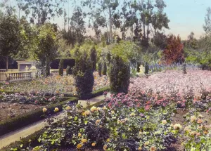 Herbaceous Border Prints: Newmar, Senator George Almer Newhall house