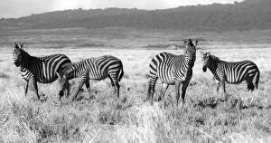 Viet Chu Gallery: Ngorongoro Zebras. Creator: Viet Chu