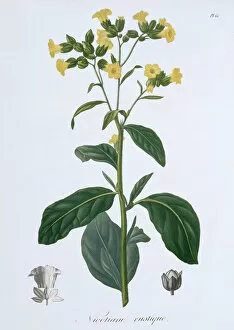Medicinal Gallery: Nicotiana (Tobacco), 1821. Artist: LFJ Hoquart