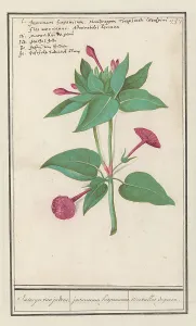 Deck Paint Prints: Night Beauty (Mirabilis jalapa), 1596-1610. Creators: Anselmus de Boodt, Elias Verhulst