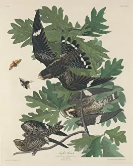 Robert Havell Prints: Night Hawk, 1832. Creator: Robert Havell