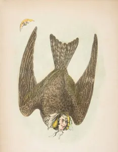 Rosenthal And Kraemer Prints: Night Hawk, from The Comic Natural History of the Human Race, 1851