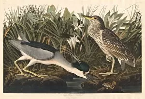 Ardeidae Gallery: Night Heron or Qua bird, 1835. Creator: Robert Havell