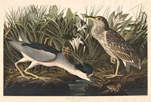 Heron Prints: Night Heron or Qua bird, 1835. Creator: Robert Havell