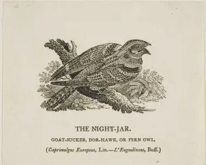 Thomas Bewick Prints: The Night-Jar, n. d. Creator: Thomas Bewick
