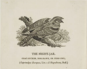 Woodcutwoodcut On Ivory Wove Paper Collection: The Night-Jar, n.d. Creator: Thomas Bewick