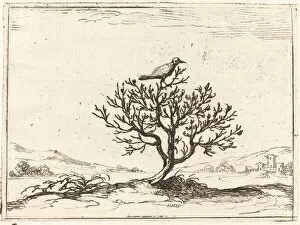 Perched Gallery: Nightingale in a Bush, 1628. Creator: Jacques Callot