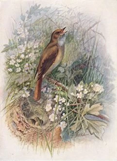 Nightingale - Dau'lias luscin'ia, c1910, (1910). Artist: George James Rankin