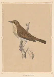 Nightingale, (Luscinia megarhynchos), c1850, (1856)