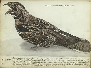 Nightjar Prints: Nightjar, 1784. Creator: Jan Brandes