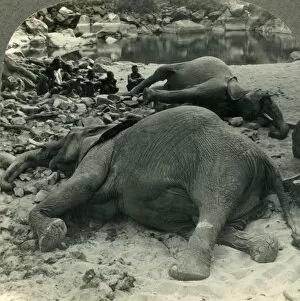 A Nights Bag - an Elephant Hunt in Africa, c1930s. Creator: Unknown