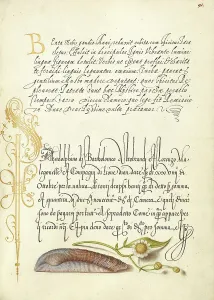 Seashell Prints: Noah's Ark Shell and Sneezewort