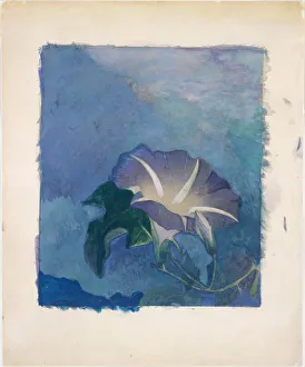 Convolvulus Arvensis Prints: Nocturne, ca. 1885. Creator: John La Farge