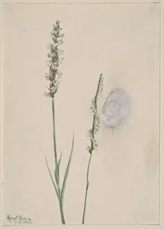 Fragile Prints: Nodding Ladies-Tresses (Ibidium cernum), 1905. Creator: Mary Vaux Walcott