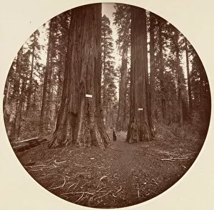 Big Tree Collection: None, ca. 1878. Creator: Carleton Emmons Watkins