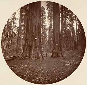 Carleton Emmons Collection: None, ca. 1878. Creator: Carleton Emmons Watkins