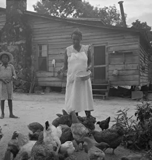 Noontime chores: feeding chickens... Granville County, North Carolina, 1939. Creator: Dorothea Lange