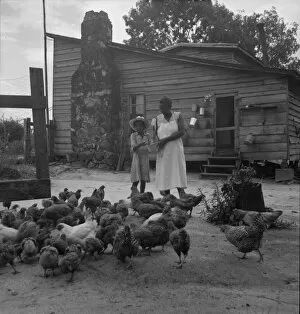 Noontime chores: feeding chickens on Negro tenant farm, Granville County, North Carolina, 1939. Creator: Dorothea Lange