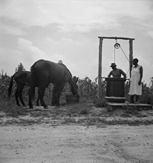 Mules Collection: Noontime chores, Granville County, North Carolina, 1939. Creator: Dorothea Lange