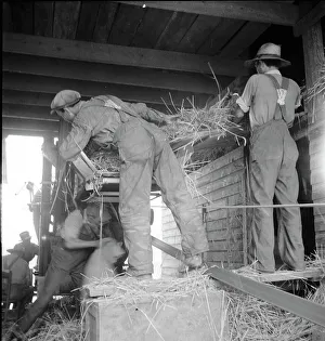 North Carolina threshing, 1936. Creator: Dorothea Lange