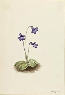 Cream Background Gallery: Northern Butterwort (Pinguicula vulgaris), 1903. Creator: Mary Vaux Walcott