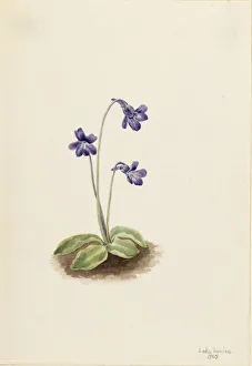 Walcott Mary Morris Vaux Prints: Northern Butterwort (Pinguicula vulgaris), 1903. Creator: Mary Vaux Walcott
