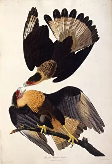 Audubon Gallery: The northern crested caracara. From The Birds of America, 1827-1838. Creator: Audubon