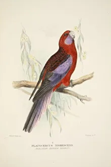 Illusration Prints: Northern Crimson Parrot, pub. 1916 (hand coloured engraving)