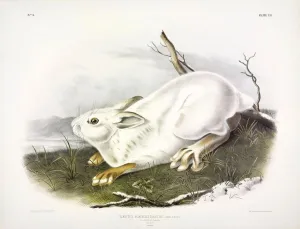John James Audubon 1785 1851 Prints: Northern Hare, Lepus Americanus, 1845