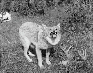 Snarling Prints: A Northern Michigan timber wolf