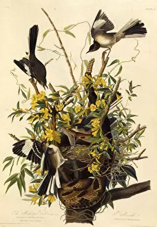 Audubon Gallery: The northern mockingbird. From The Birds of America, 1827-1838. Creator: Audubon