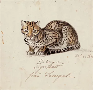 Wilhelm Von Wright Prints: Northern Tiger Cat, 1829. Creator: Wilhelm von Wright