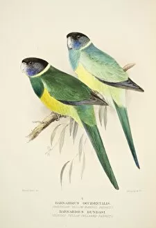 Northern Yellow Banded Parrot and Dundas Yellow Collared Parrot, pub