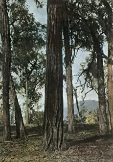 Shaded Gallery: Nouvelle-Guinee. Le Bois De Fer, (Papua New Guinea - Ironwood Trees), 1900. Creator: Unknown
