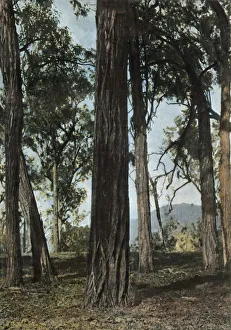 Shaded Prints: Nouvelle-Guinee. Le Bois De Fer
