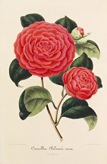 Plant Science Prints: Nouvelle iconographie des Camellias, 1850-1860. Creator: Verschaffelt