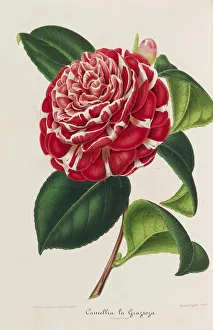 Nouvelle iconographie des Camellias, 1850-1860. Creator: Verschaffelt