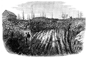 Goldmine Prints: Nova Scotian Goldfields: horizontal formation of auriferous quartz at Laidlaw's Farm