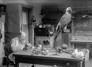 Models Prints: N.R. Wood of Smithsonian Institution - Mounting Birds, 1916. Creator: Unknown