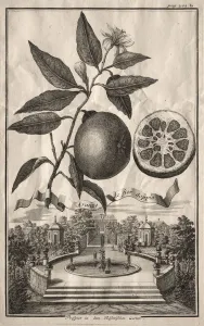 Nurnbergische Hesperides: Aranzo de fior doppio, 1714. Creator Nurnbergische Hesperides: Aranzo de fior doppio, 1714. Creator