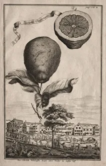 Nurnbergische Hesperides: La Luchetta Imoperiale, 1714. Creator Nurnbergische Hesperides: La Luchetta Imoperiale, 1714. Creator