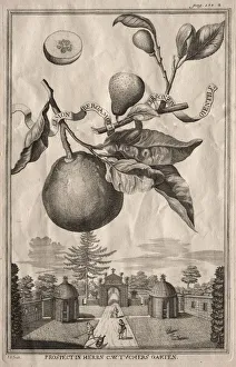Nurnbergische Hesperides: Limon bergamotto personzin gientile, 1714
