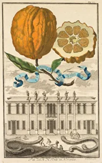 Nurnbergische Hesperides: No185 - Aranzo Striato dolce. Palazzo del N. H. Fonte in Noventa, c1708