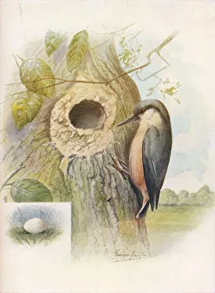 Nut-Hatch - Sit ta cae sia, c1910, (1910). Artist: George James Rankin
