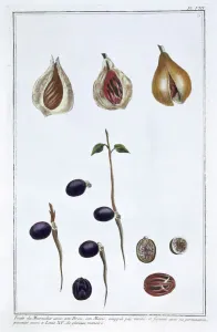 Spice Prints: Nutmeg, c1751-1807. Artist: Pierre Joseph Buchoz