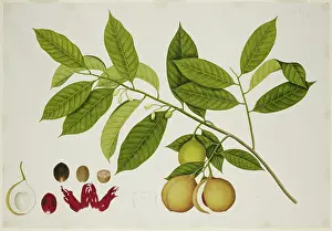 Spice Prints: Nutmeg Tree, c1824. Creator: Unknown