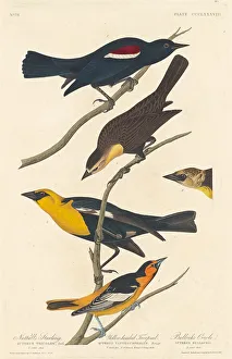 Starling Prints: Nuttalls Starling, Yellow-headed Troopial and Bullocks Oriole, 1837