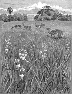 Orchid Prints: Nyasa - Land awaits Inhabitants; Antelopes and Orchids, 1890. Creator: Unknown