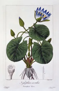 Stem Prints: Nymphaea caerulea, pub. 1836. Creator: Panacre Bessa (1772-1846)