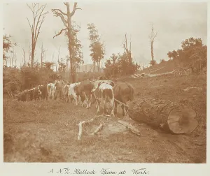 Deforestation Prints: A N.Z. bullock team at work. From the album: Record Pictures of New Zealand